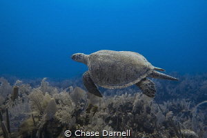 "Big Green"
A large Green Sea Turtle makes its way over ... by Chase Darnell 